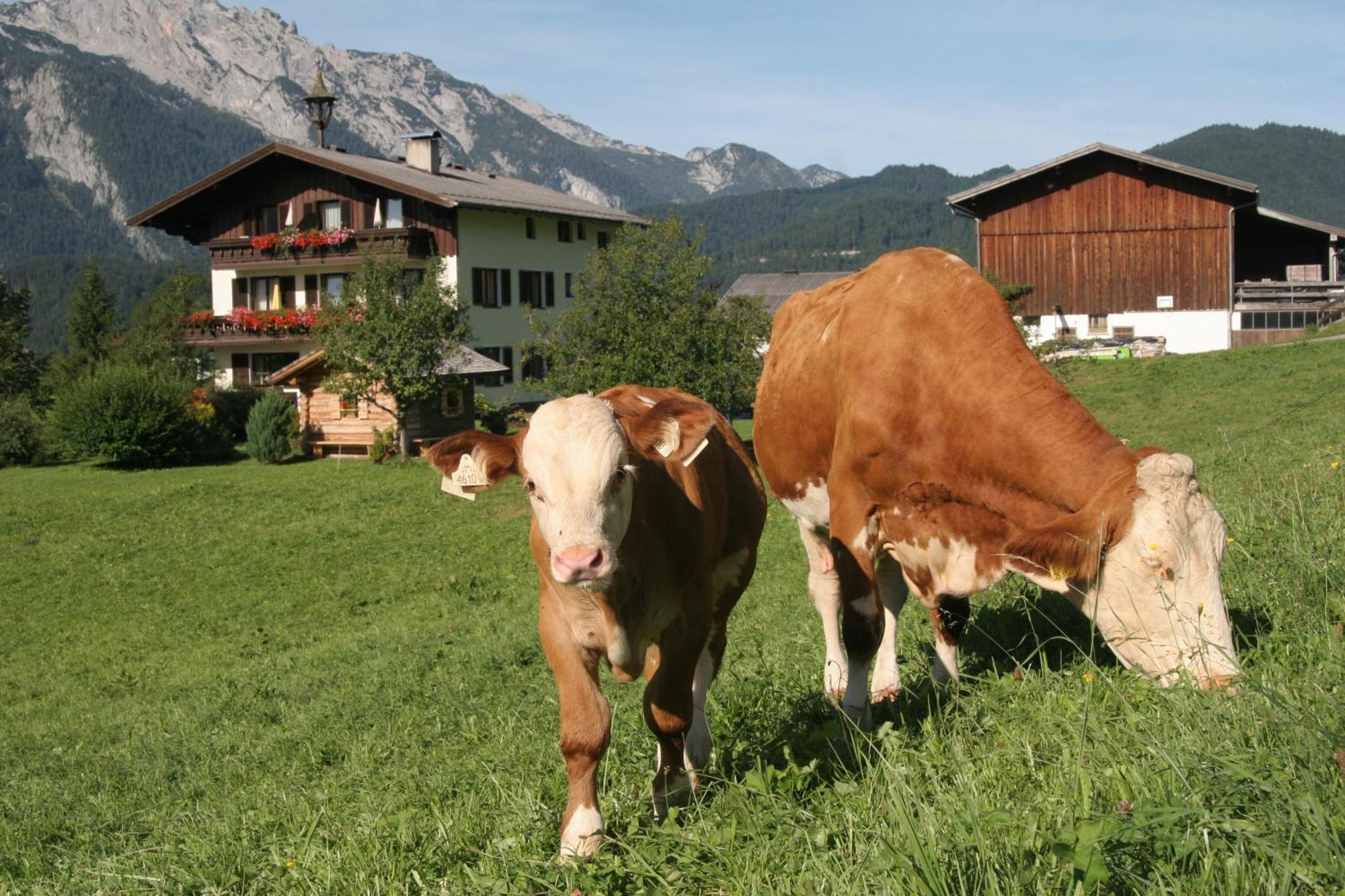 Ferienappartements Schrattengut Abtenau Zewnętrze zdjęcie